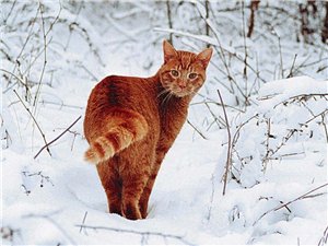 Нежнозвезд